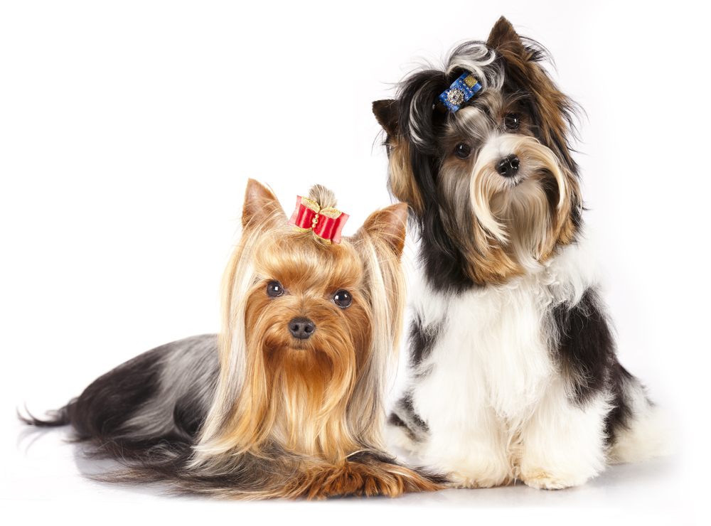 shutterstock_120621154