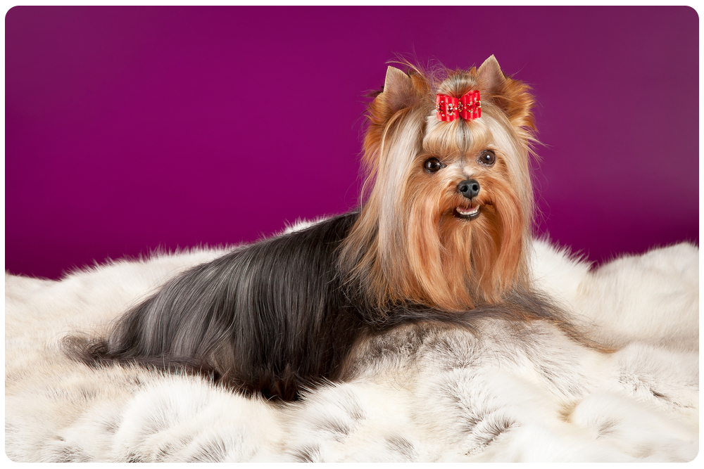 shutterstock_83638495