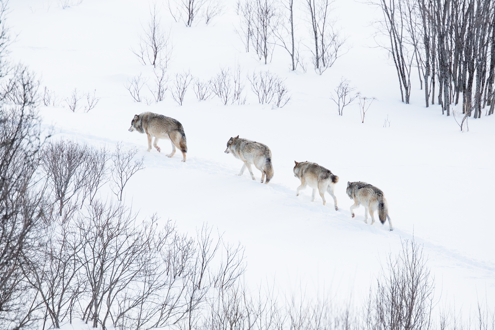 famille de loups