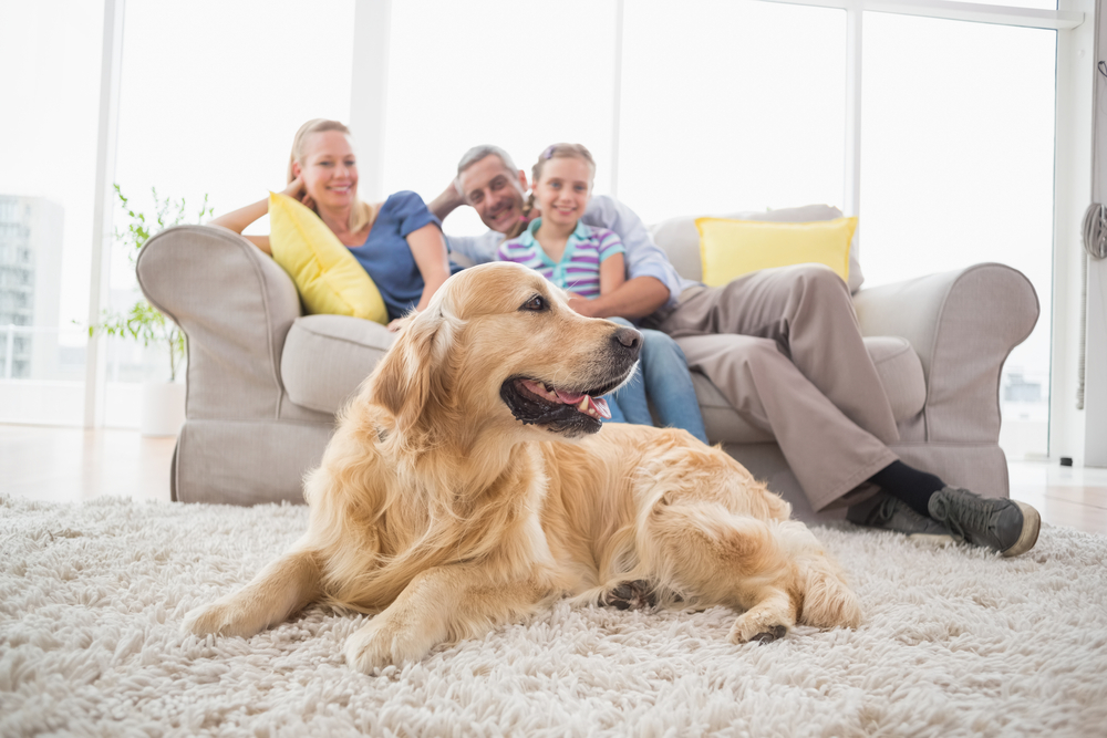 chien et famille