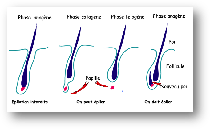 Le cycle pilaire