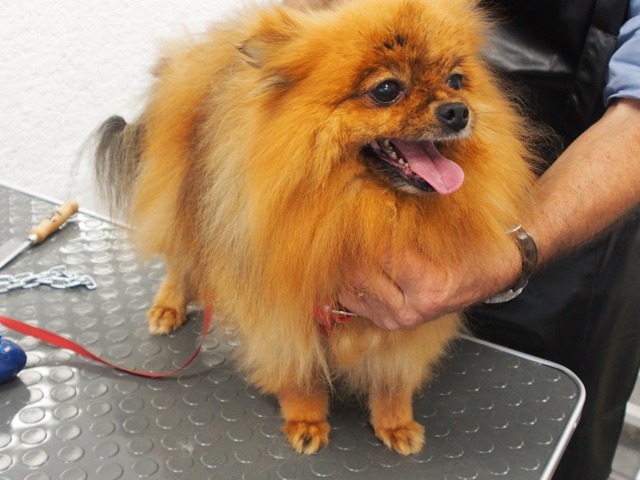 Spitz nain toiletté en respectant fourrure et standard, pas de toilettage asiatique !