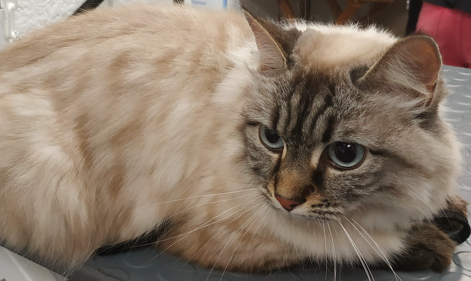 La peau des chats est très fine et très fragile.