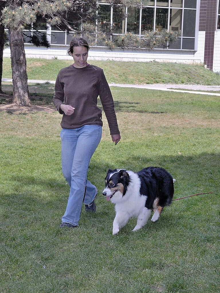 Formation éducateur canin : un enrichissement personnel